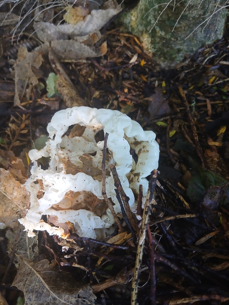 Ileodictyon cibarium · April 2026 · photo: © mphnz (iNaturalist, cc0)