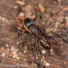 Rhytidoponera victoriae