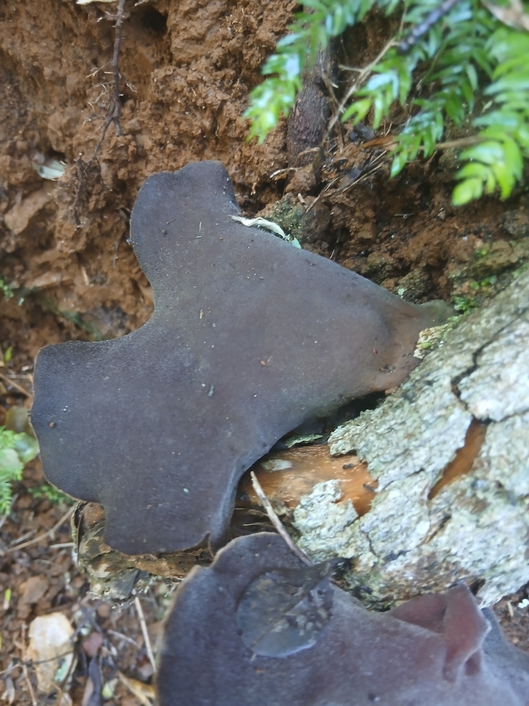 Auricularia cornea · April 2026 · photo: © mphnz (iNaturalist, cc0)