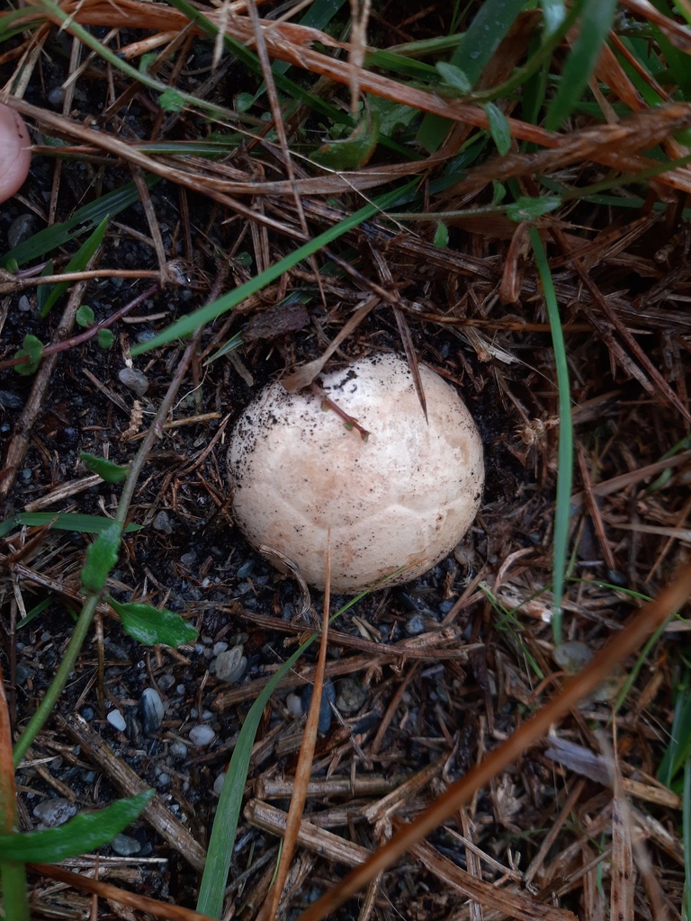 Ileodictyon cibarium · April 2026 · photo: © davidwhyte (iNaturalist, cc-by-sa)