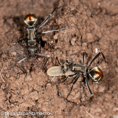 Polyrhachis brisbanensis