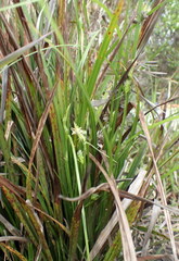 Carex lonchocarpa
