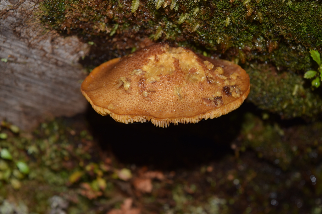 Tricholomopsis ornaticeps · April 2026 · photo: © davidwhyte (iNaturalist, cc-by-sa)