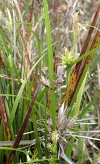 Carex lonchocarpa