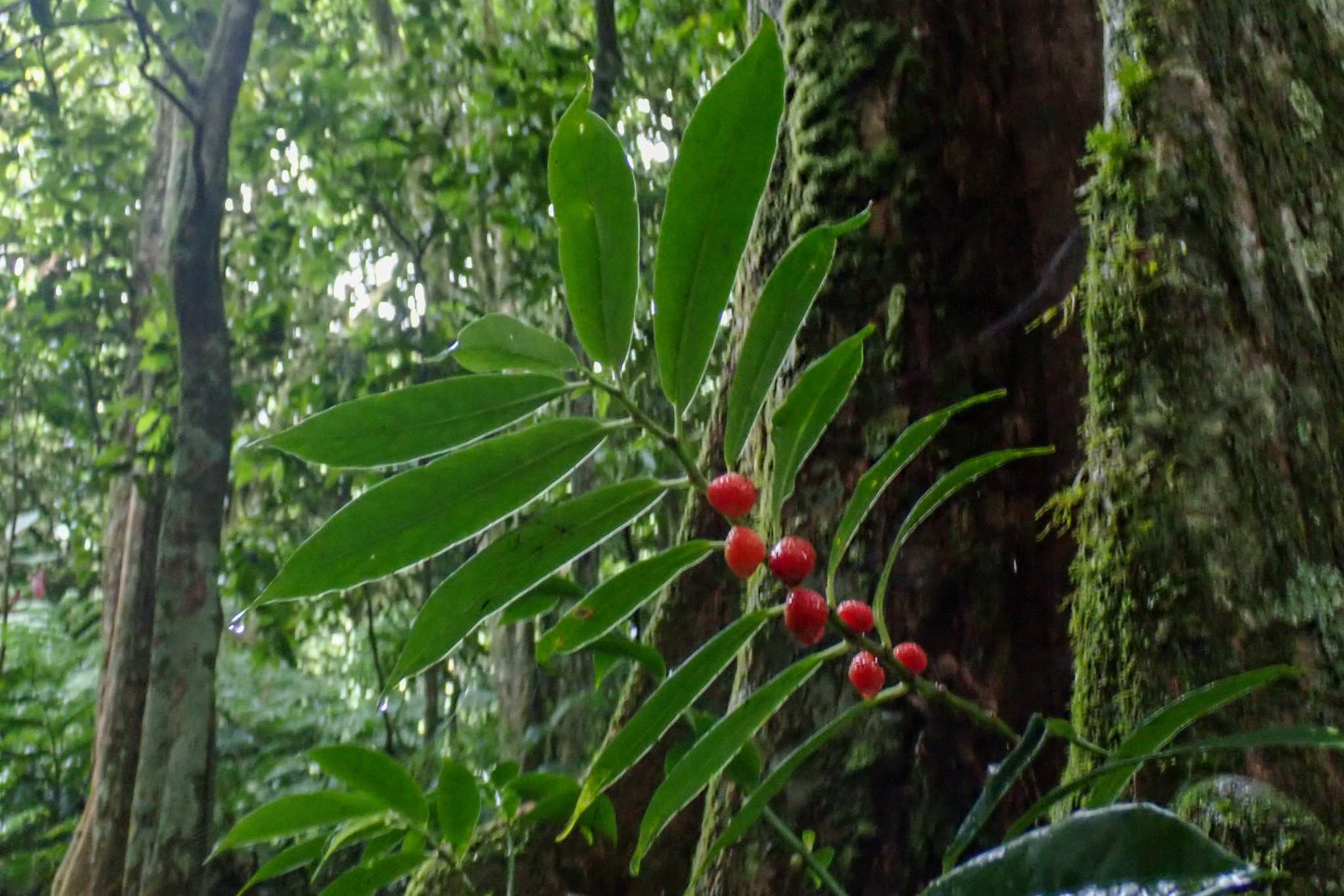 Imagem de Procris pedunculata