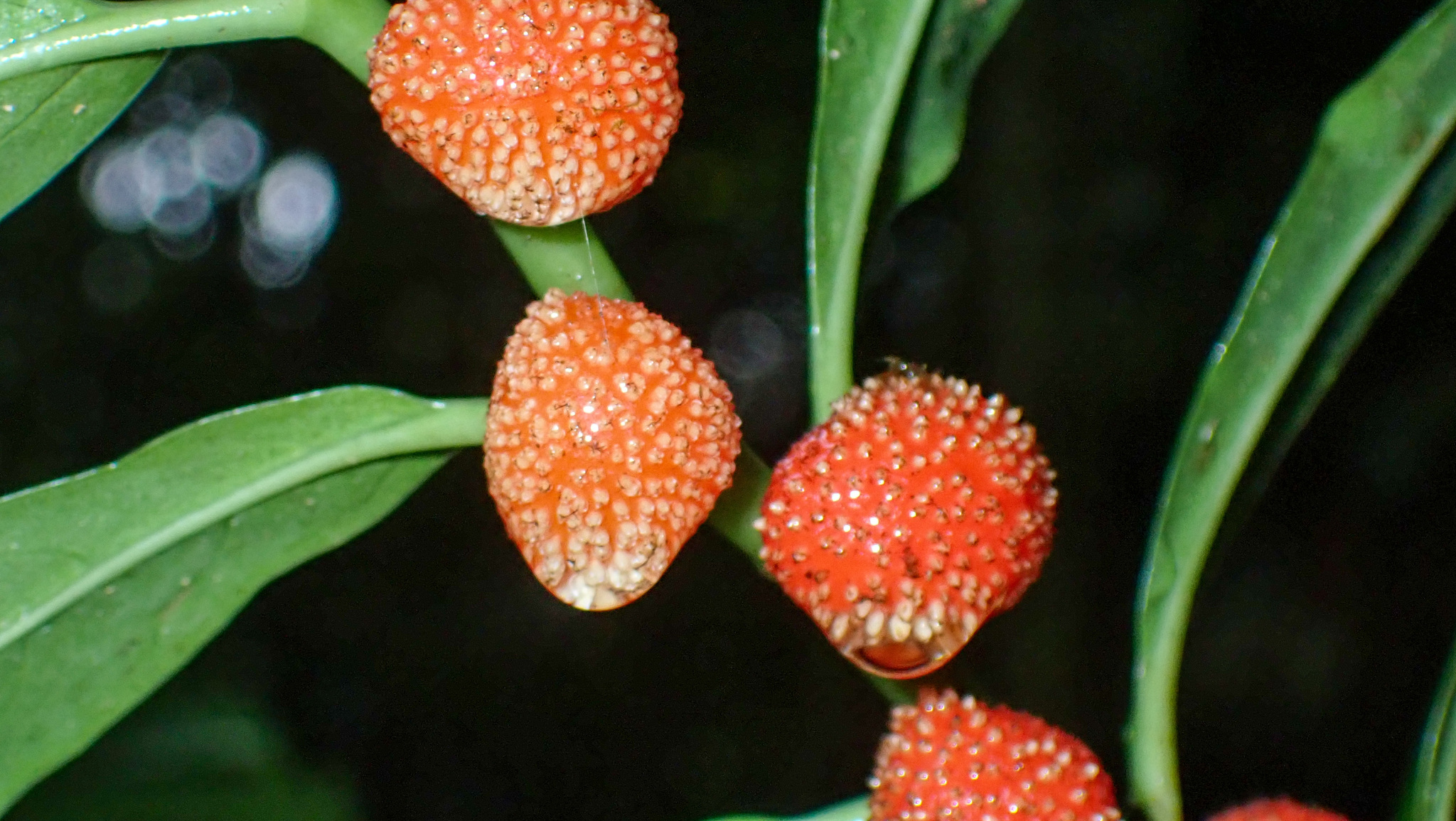 Imagem de Procris pedunculata