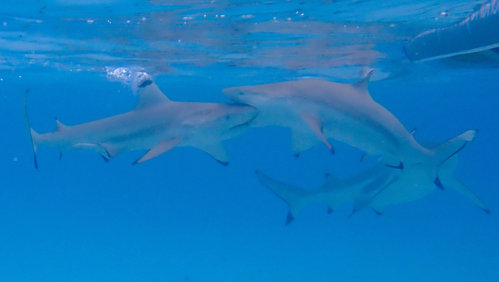 Blacktip reef shark