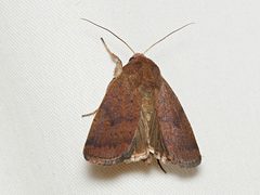 Proteuxoa porphyrescens