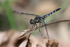 Erythrodiplax kimminsi