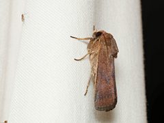 Proteuxoa porphyrescens