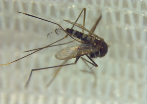 Uranotaenia albescens