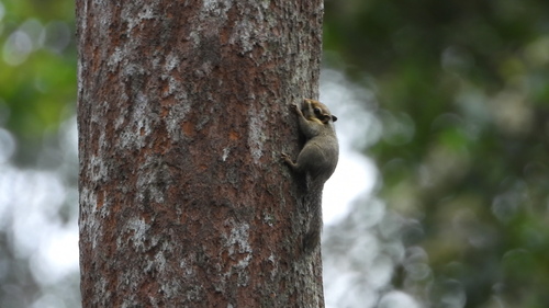 Black-eared Squirrel