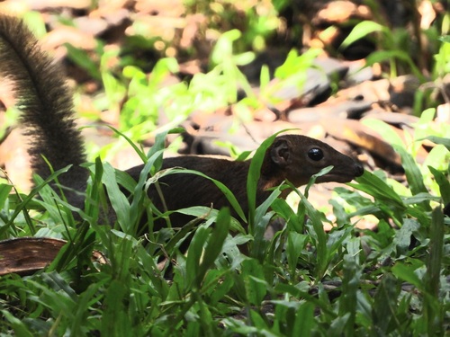 Kalimantan Treeshrew