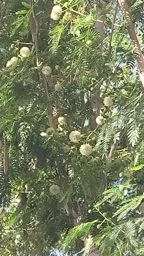 White leadtree