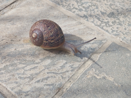 Garden Snail