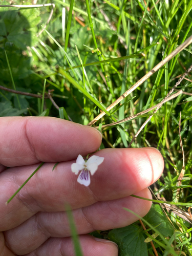 Viola lyallii observed 2026-04-14