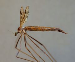 Gynoplistia notata
