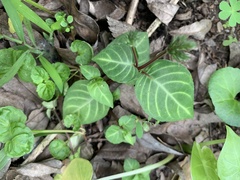 Lepidagathis inaequalis