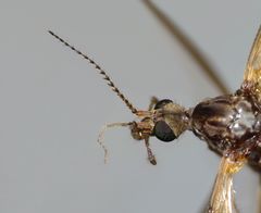 Gynoplistia notata