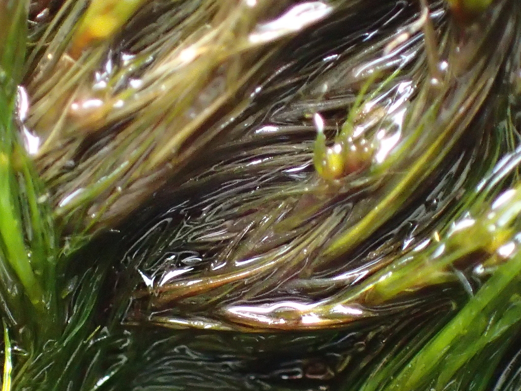 Blindia immersa
