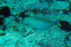 Caulolatilus princeps