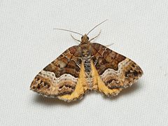 Chrysolarentia lucidulata