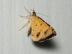 Chrysolarentia lucidulata