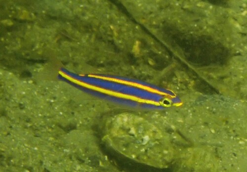 Pentapodus aureofasciatus observed 2026-04-14