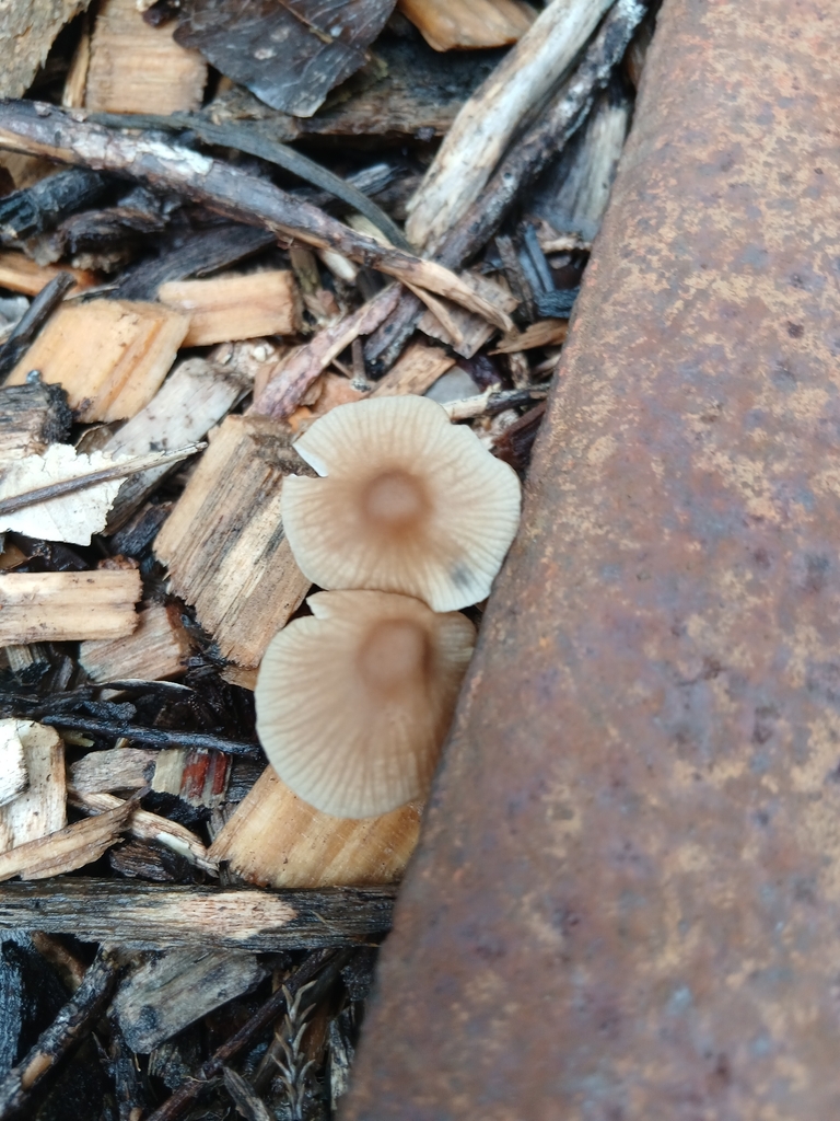 Collybiopsis subpruinosa · April 2026 · photo: © mphnz (iNaturalist, cc0)