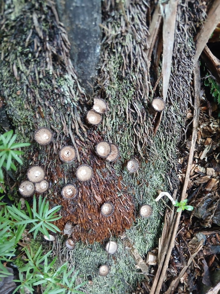 Cyathus striatus · April 2026 · photo: © mphnz (iNaturalist, cc0)
