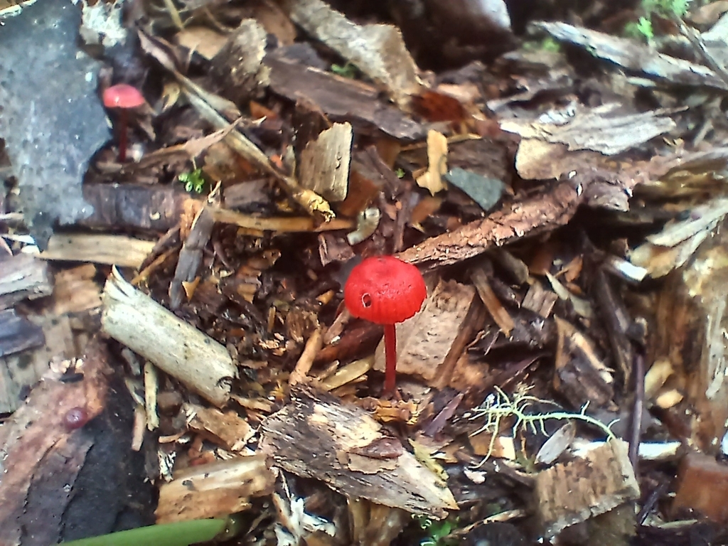 Cruentomycena viscidocruenta · April 2026 · photo: © mphnz (iNaturalist, cc0)