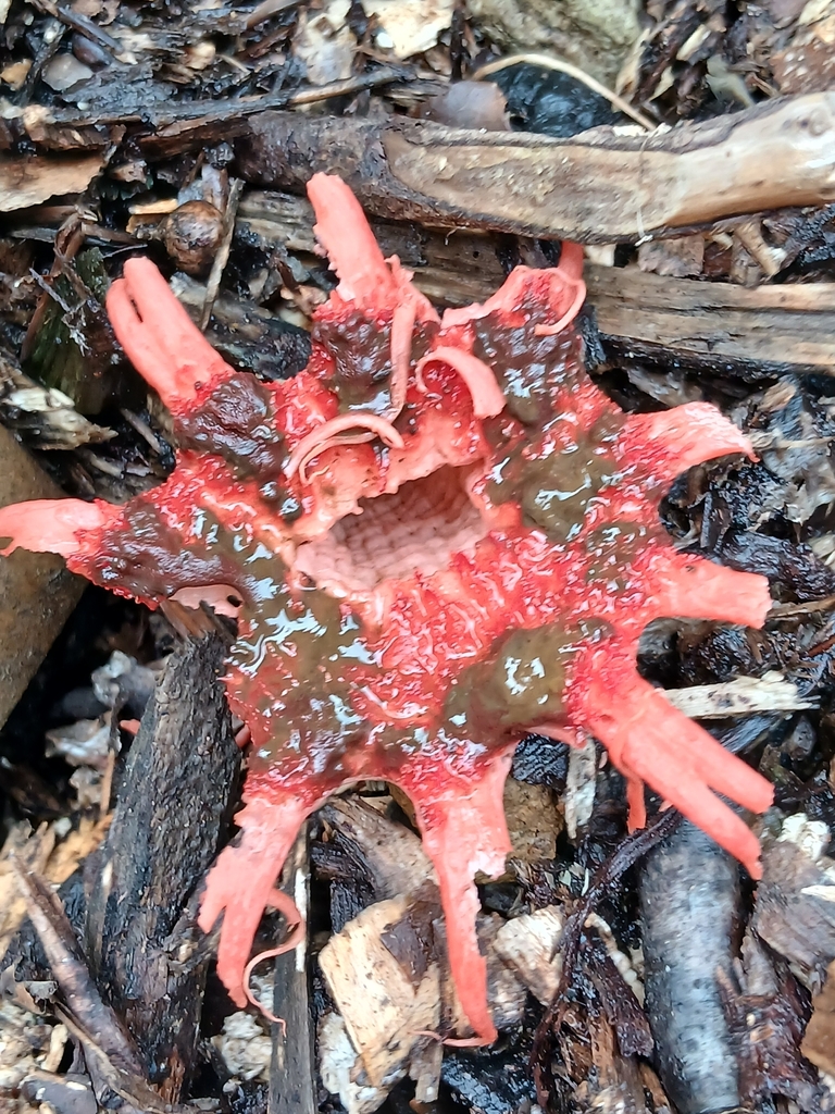 Aseroe rubra · April 2026 · photo: © mphnz (iNaturalist, cc0)