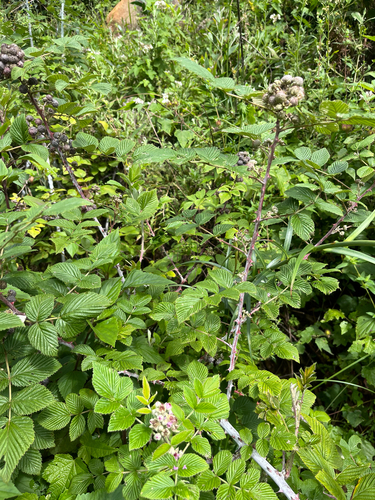 Ceylon Raspberry