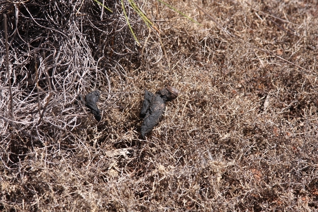 Sandstone Grass-dart
