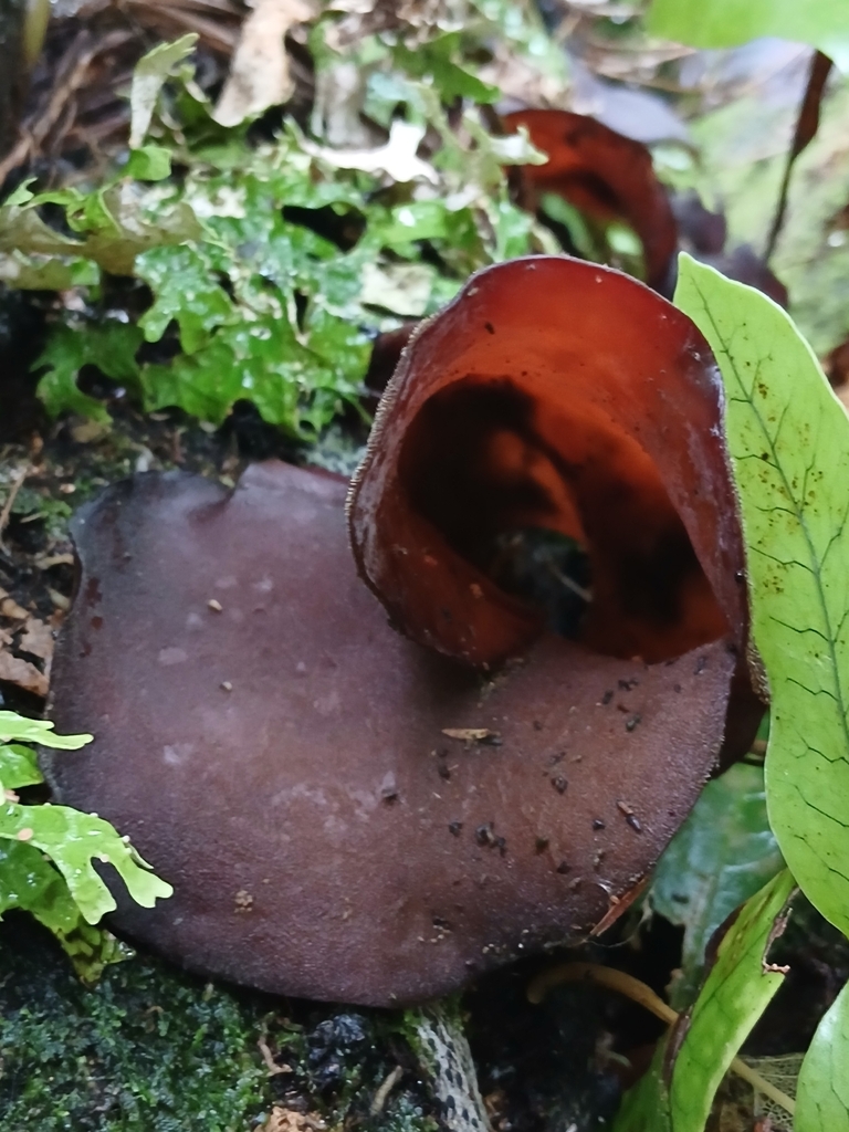 Auricularia cornea · April 2026 · photo: © mphnz (iNaturalist, cc0)