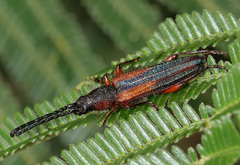 Pytheus jugosus