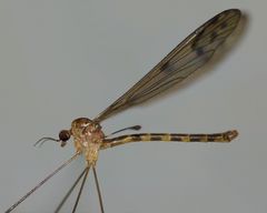Nothophila fuscana