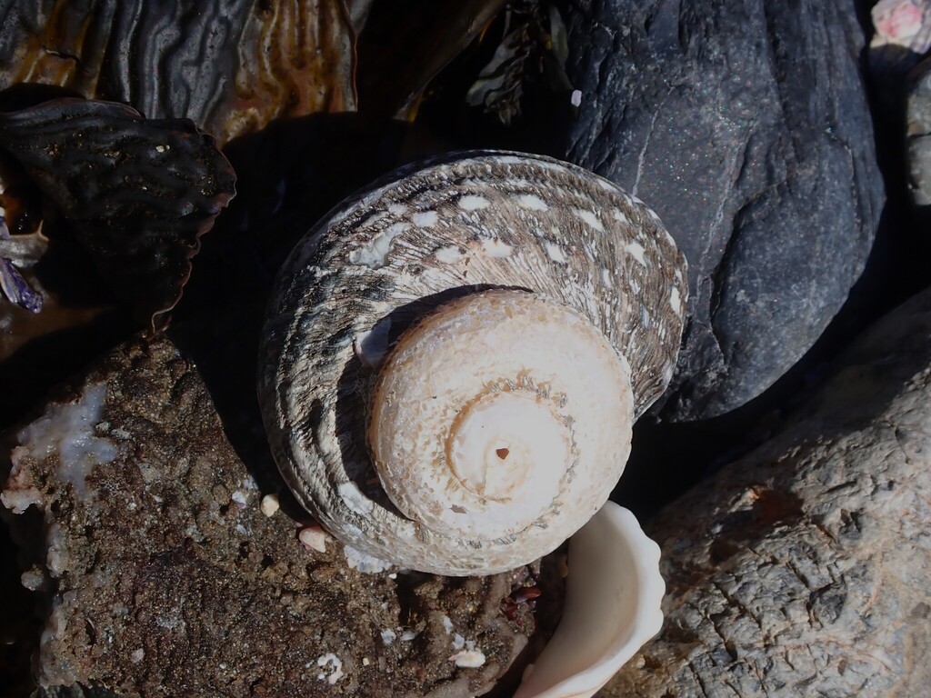 Sharp Turban Shell Rough turban shell from Coffs Harbour NSW, Australia on April 14, 2026 ...