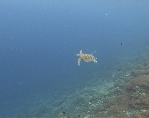 Chelonia mydas
