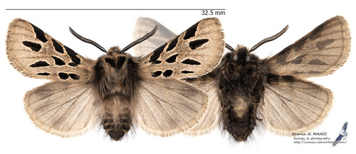 Ocnogyna parasita lianea