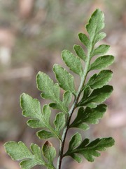 Cheilanthes tenuifolia