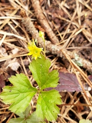 Waldsteinia fragarioides