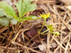 Waldsteinia fragarioides