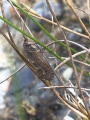 Limnephilus sericeus