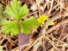 Waldsteinia fragarioides