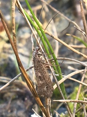 Limnephilus sericeus