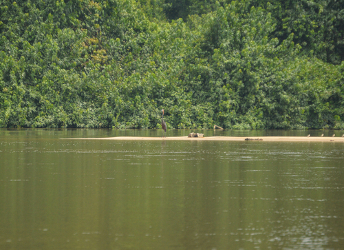 Goliath Heron