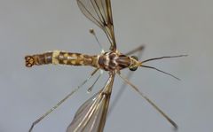 Leptotarsus cubitalis