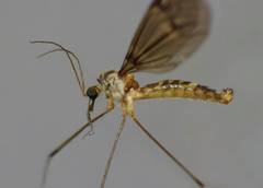 Leptotarsus cubitalis