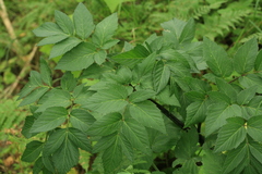 Angelica ursina
